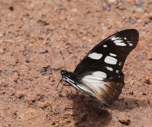 Friar Graphium