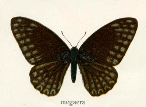 Graphium megaera