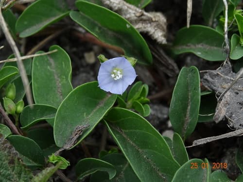 Jacquemontia obcordata