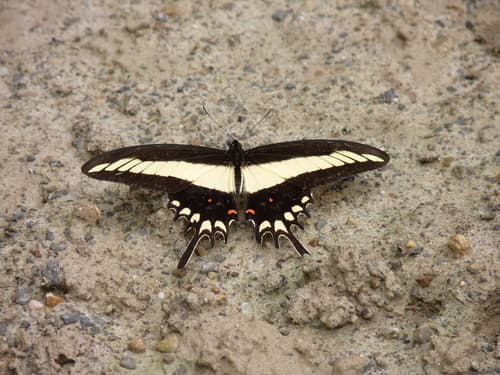 Lamarche's Swallowtail