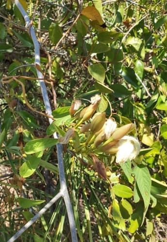 Operculina petaloidea