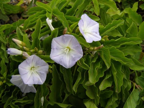 Convolvulus lopezsocasii