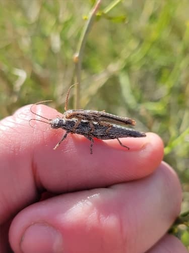 Morongo Valley Timema