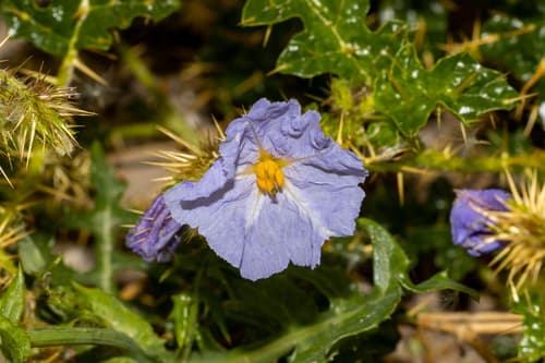 Prickly Potato Weed