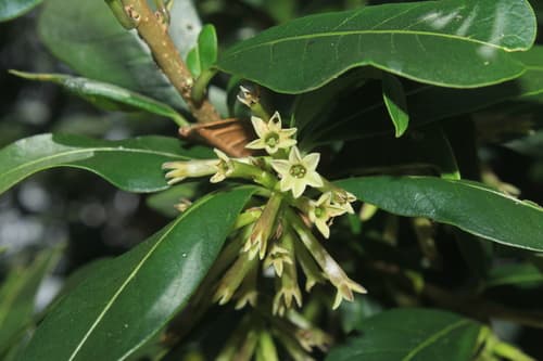 Cuneateleaf Cestrum