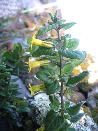 Salpichroa weberbaueri