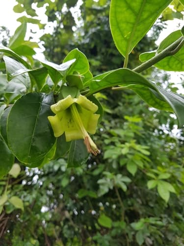 Dyssochroma viridiflorum