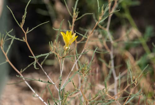 Santa Fe Blazingstar