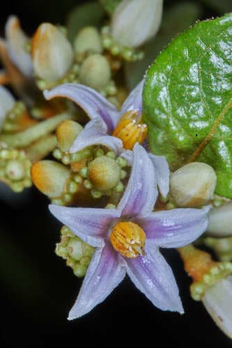 Lycianthes ocellata