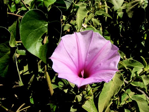 Ipomoea tenuirostris