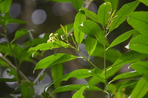 Intermediate Cestrum
