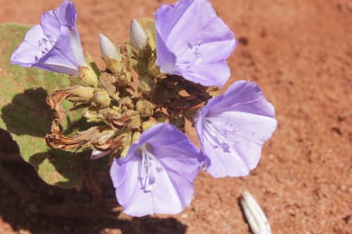 Jacquemontia ferruginea
