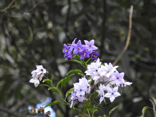 Solanum flaccidum