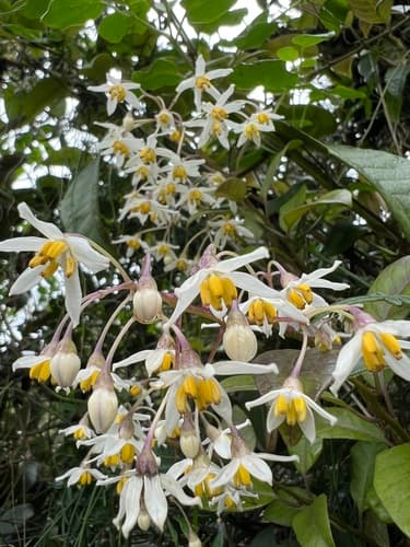 Solanum luculentum