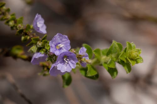 Evolvulus maximiliani