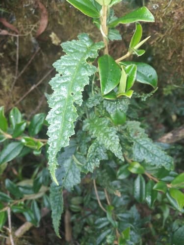 Caiophora pedicularifolia