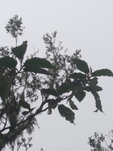 Solanum actaeabotrys