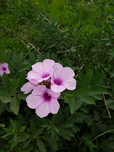 Ipomoea paludosa