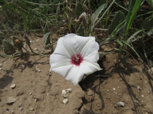 Carr's Bindweed