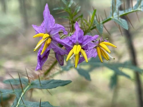 Solanum coracinum
