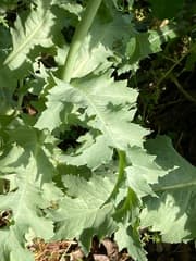 Opium poppy