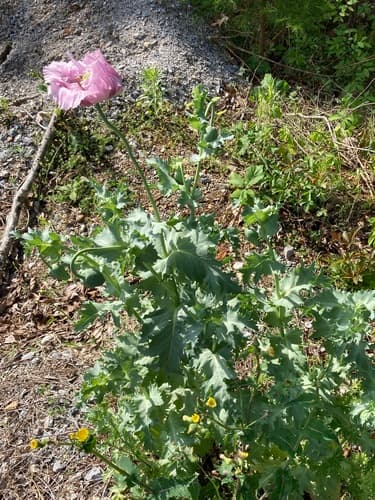 Opium poppy