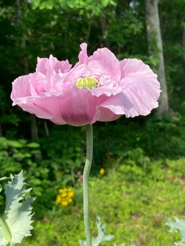 Opium poppy
