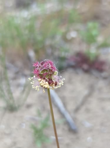 Salad Burnet