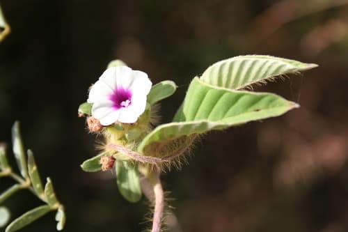 Ipomoea heterotricha