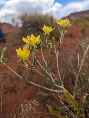 Cronquist's Blazingstar