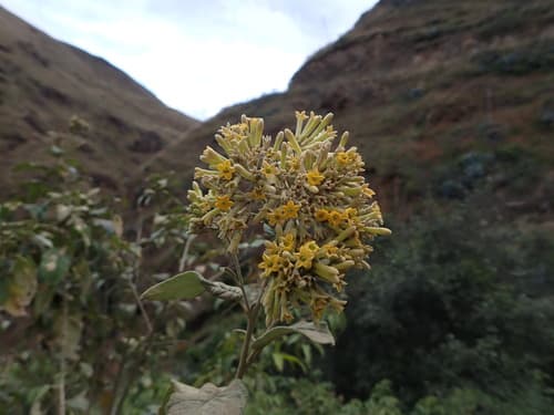 Cestrum zarucchianum