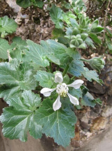 Presliophytum heucherifolium