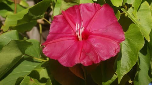Ipomoea inopinata
