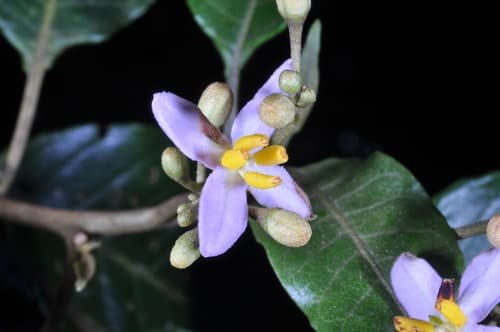 Solanum punctulatum
