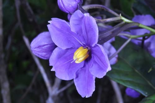 Solanum troyanum