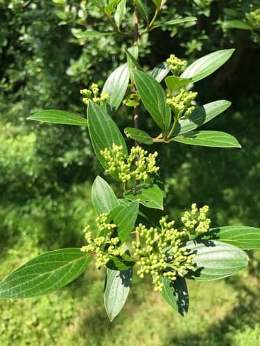 Cornus quinquenervis