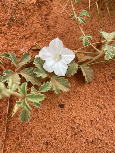 Distimake davenportii