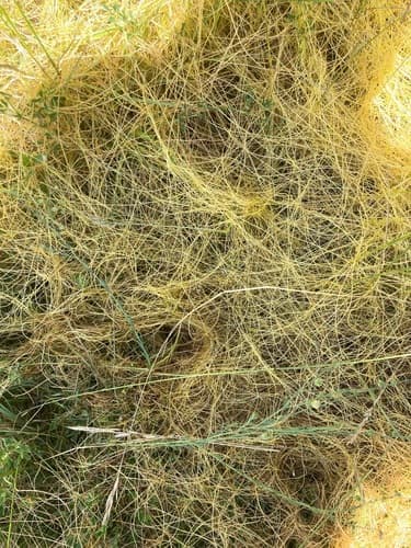 Flax Dodder