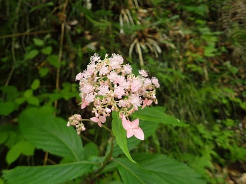 Hydrangea alternifolia