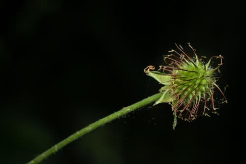 Wood Avens