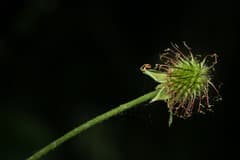 Wood Avens