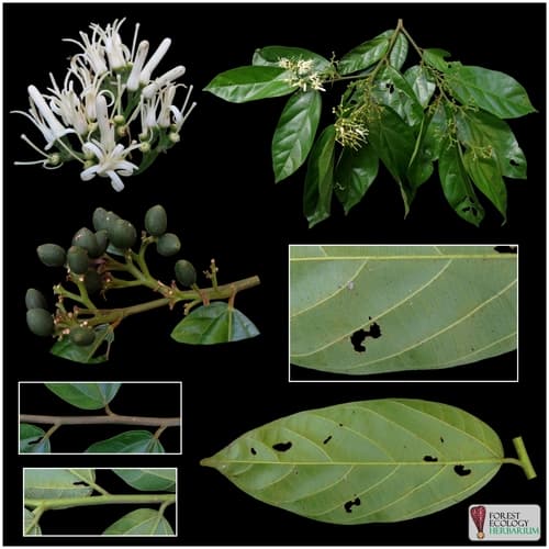 Alangium uniloculare