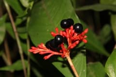 Indian Snakeroot