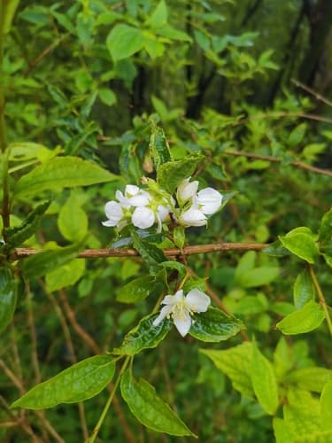 Hoary Mock Orange