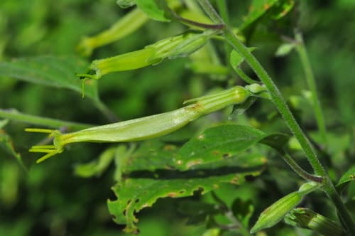 Schwenckia mollissima