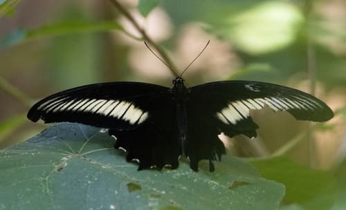 Timor Swallowtail