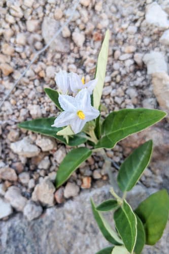 Robinson's Nightshade