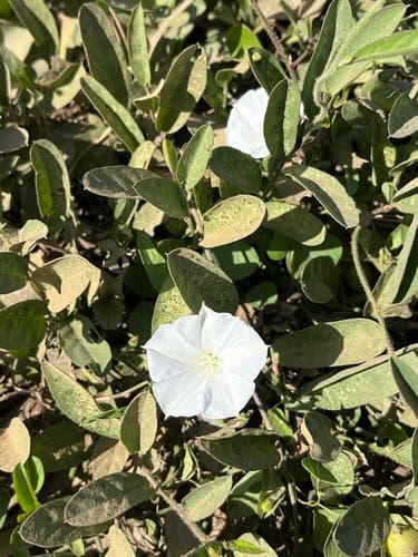 Jacquemontia gracilis