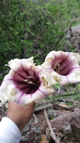Solandra guerrerensis
