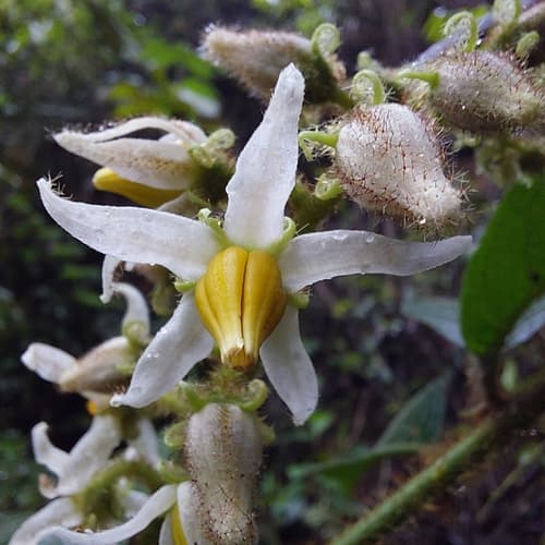 Solanum leucopogon